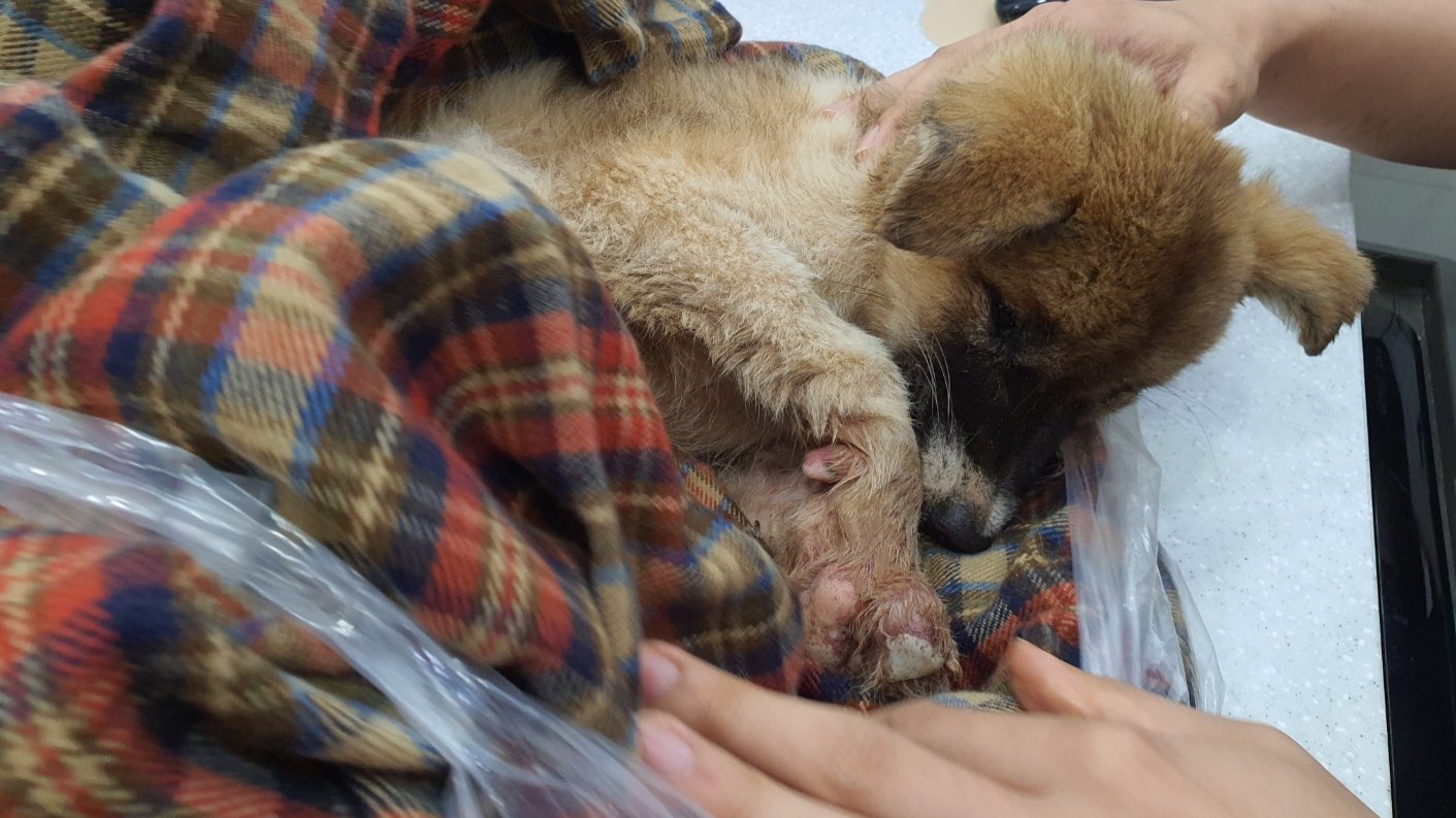 수로에 빠져 손발을 잃게된 강아지가 잡은 지푸라기 펀딩