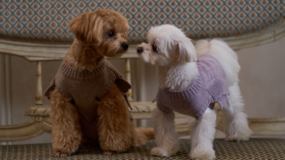 Luxury Dogwear Worth 1 Million KRW Made with 100% Cashmere Now Under 100000 KRW?