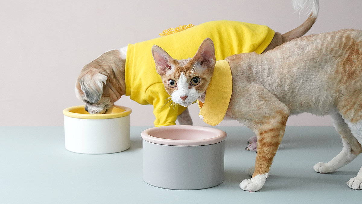 [Renewal Special Encore] For your beloved pets the perfect all-in-one pet bowl!