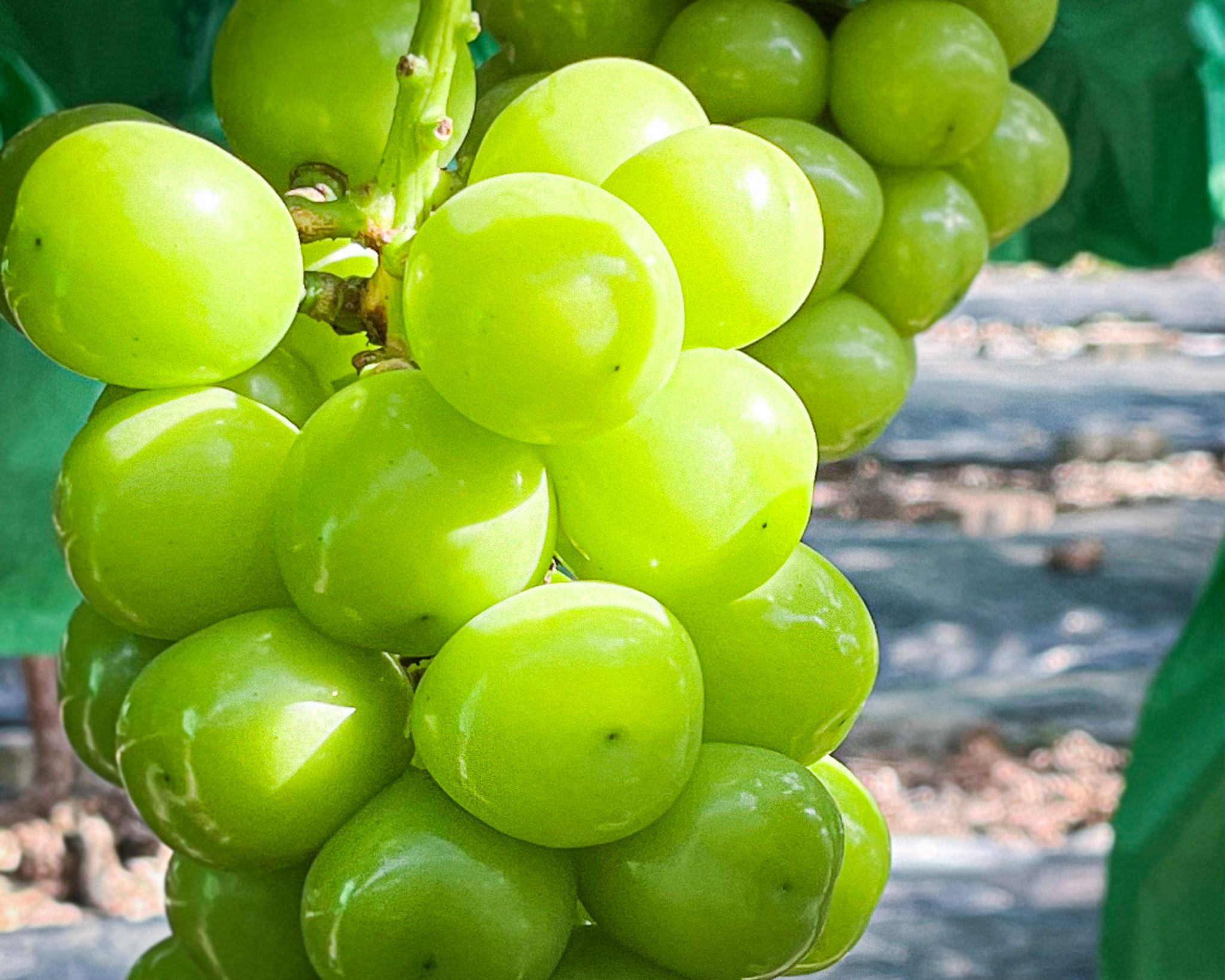 まだ人生最高のシャインマスカットに出会っていないなら？弾けるマスカットの香り！本格派、クロビ。