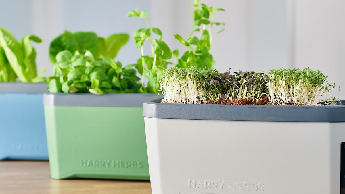 HARRY HERBS——见证美味蔬菜自然而然生长的奇迹