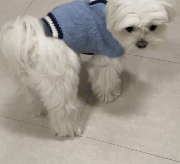 상세솜이1.gif