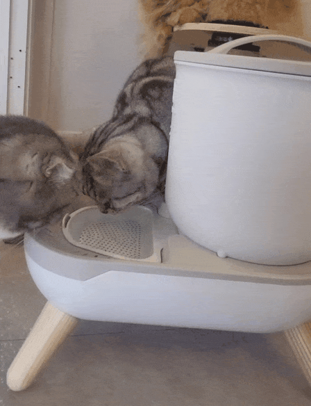 KakaoTalk_20230321_072534123.gif