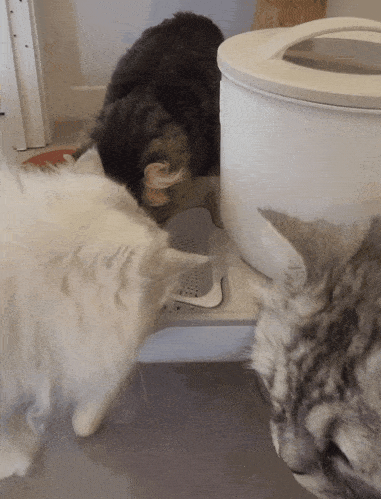 GIF15.gif