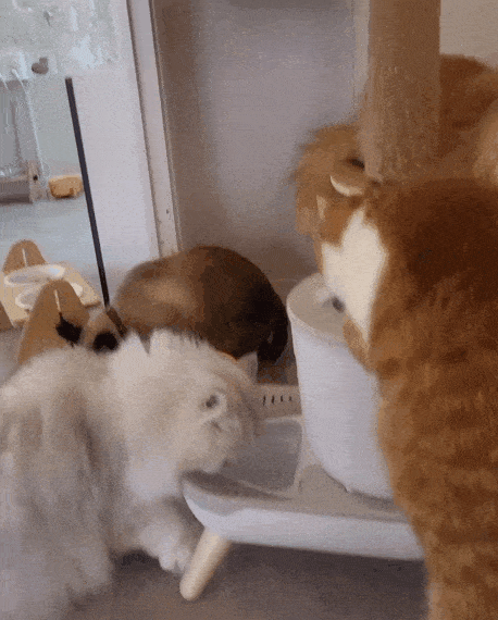 KakaoTalk_20230321_073853438.gif