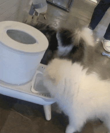 KakaoTalk_20230320_073403090.gif
