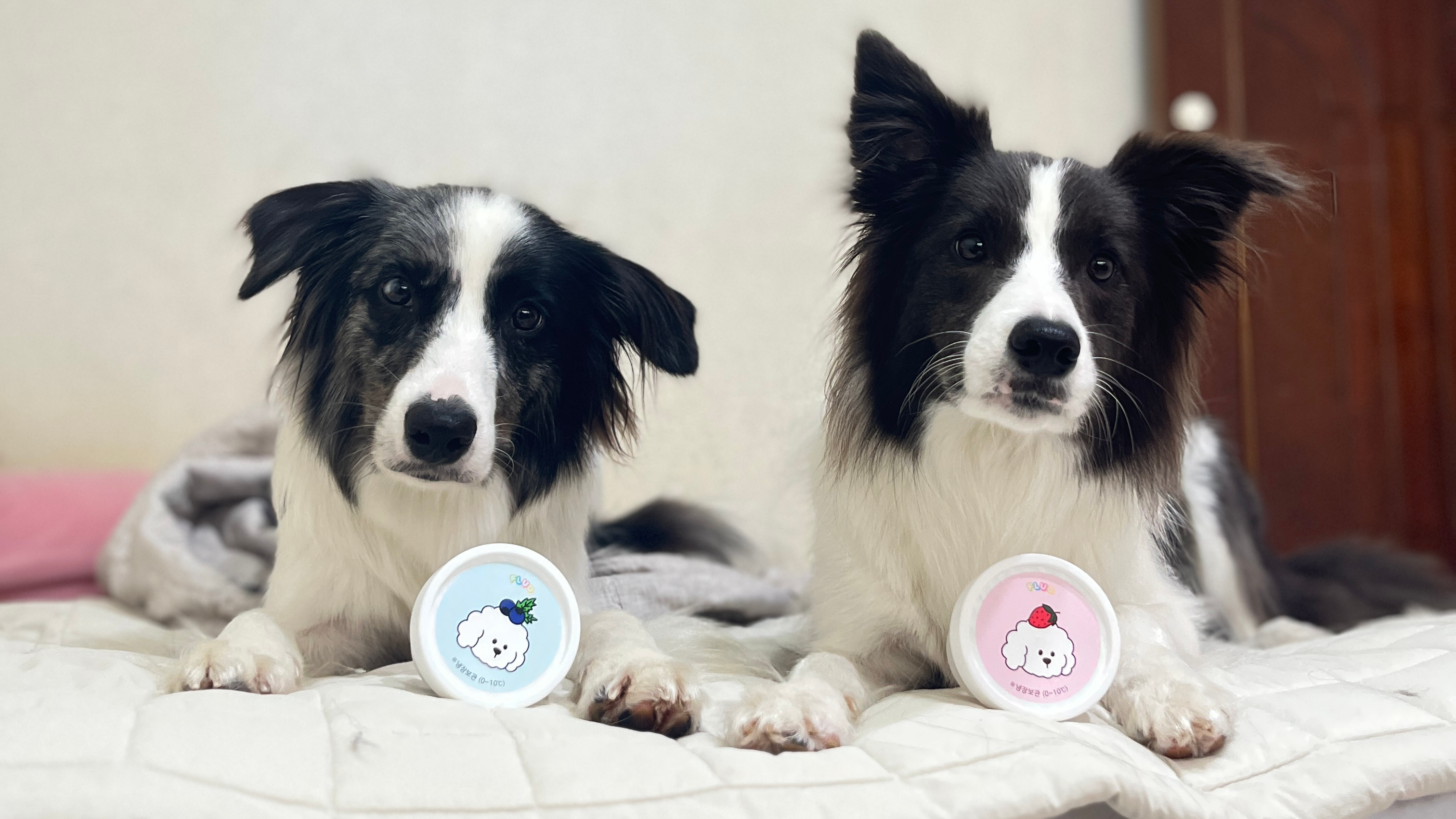 宠物营养师打造的内养美味零食｜为单调的主食增添一抹风味