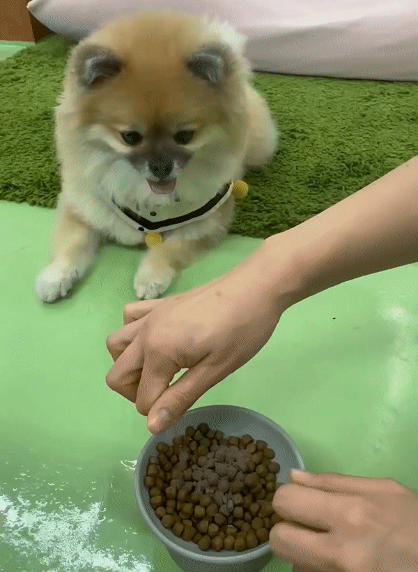 토핑캡슐 급여 gif.gif