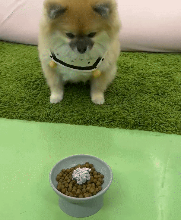 블루베리 스윗치즈 급여 GIF.gif