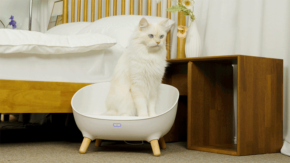 23_내려오는 고양이.gif