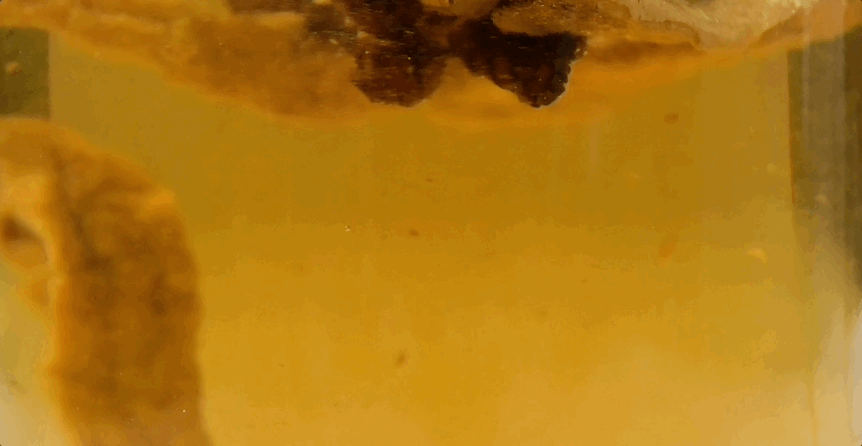 돌배 ㄱ6.gif