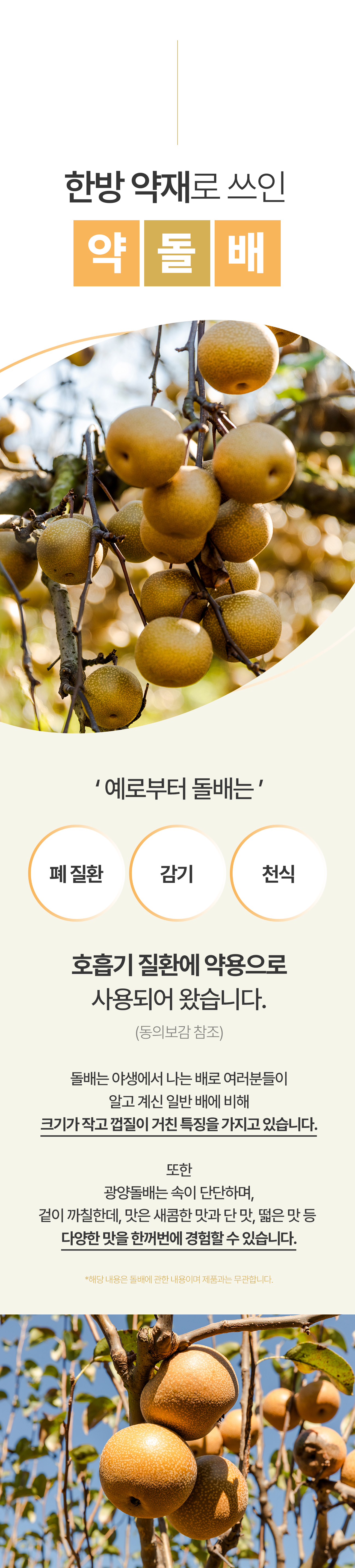 231031_돌배_02_02.jpg