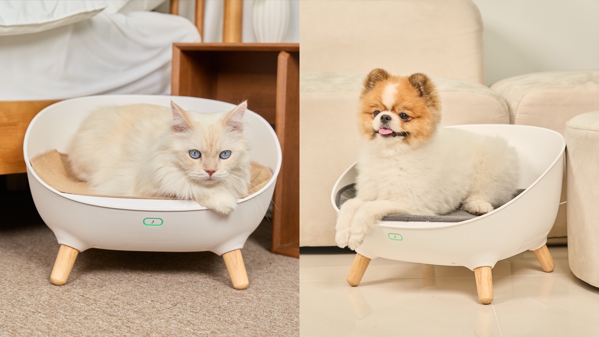 宠物梦想家智能宠物床，冬季出行无惧冷热，呵护爱宠舒适安睡