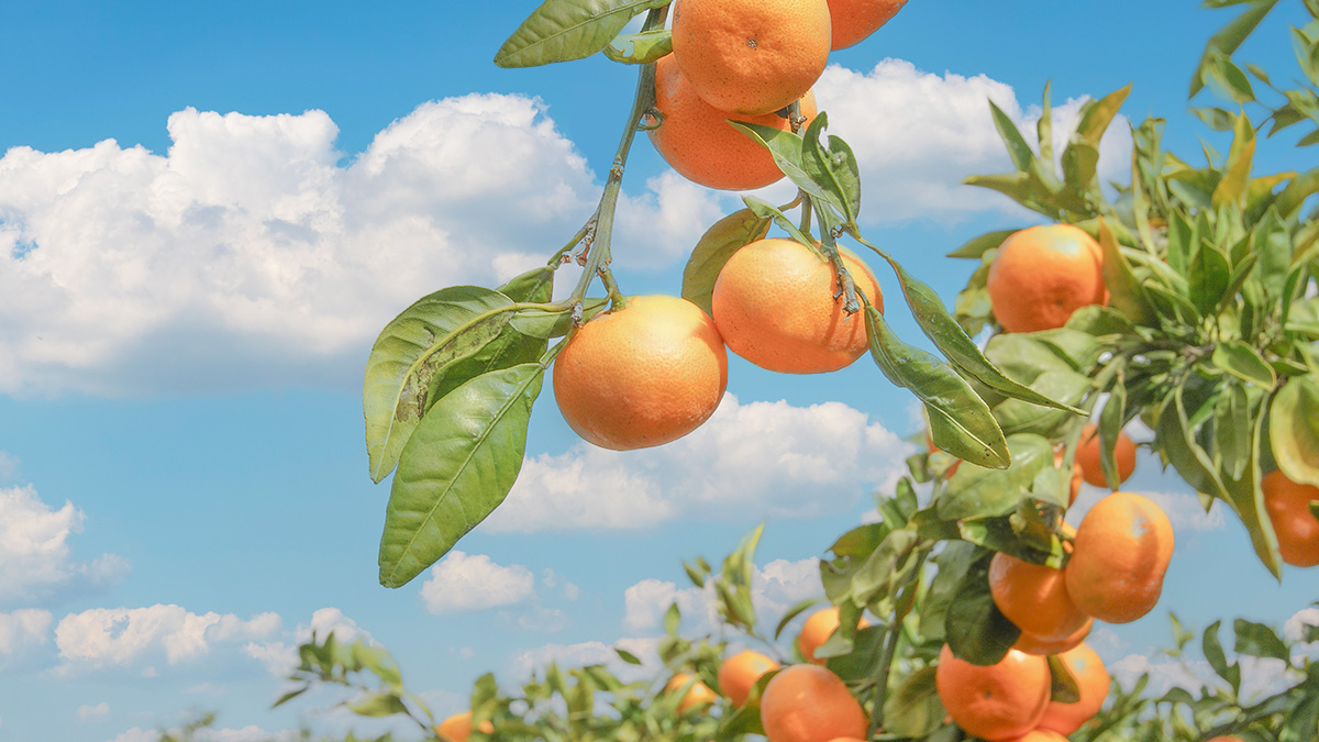 1286%앵콜ㅣ초고당도 스테비아 감귤, 올해도 제주의 달콤함을 맛보세요