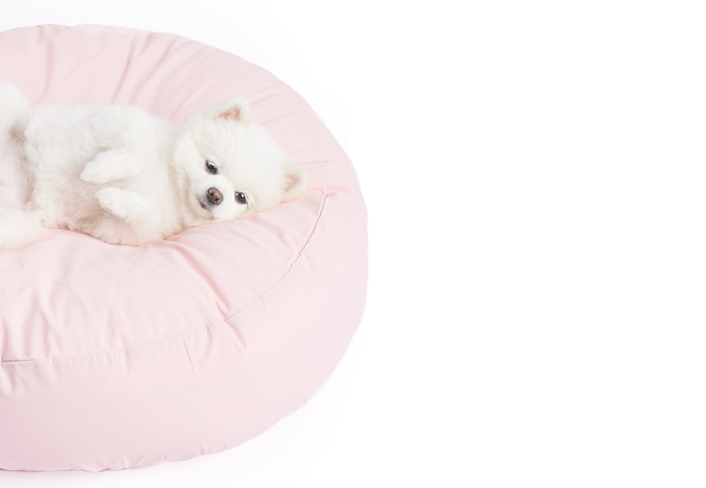 하얀이 누끼.jpg