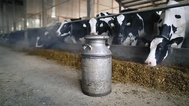 6_2_기타_우유가공_1.gif