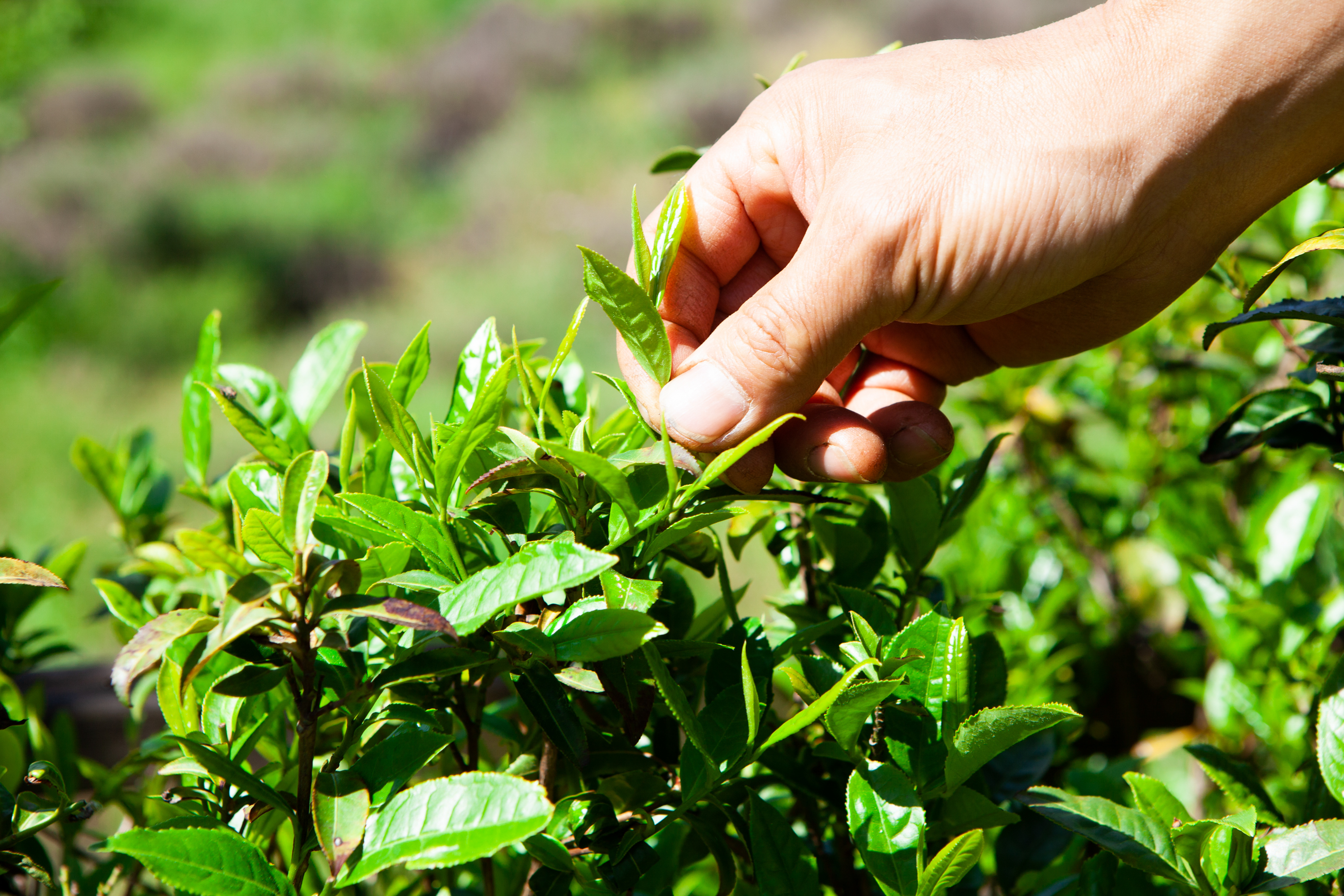 연우제다 Hadong Korean Green Tea (2).jpg
