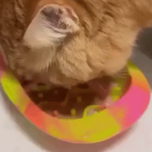 008-2.gif