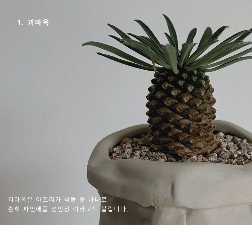 나만의 감성있는 홈가드닝 (24).png