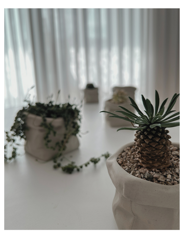 나만의 감성있는 홈가드닝 (20).png