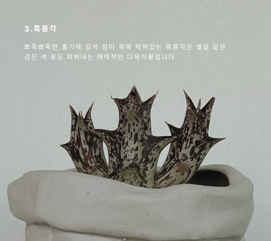 나만의 감성있는 홈가드닝 (41).png