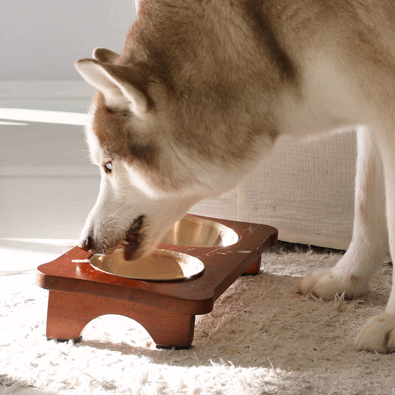 pet6.gif