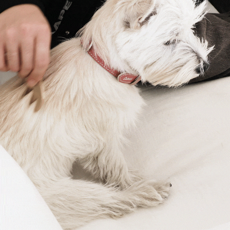 pet10.gif