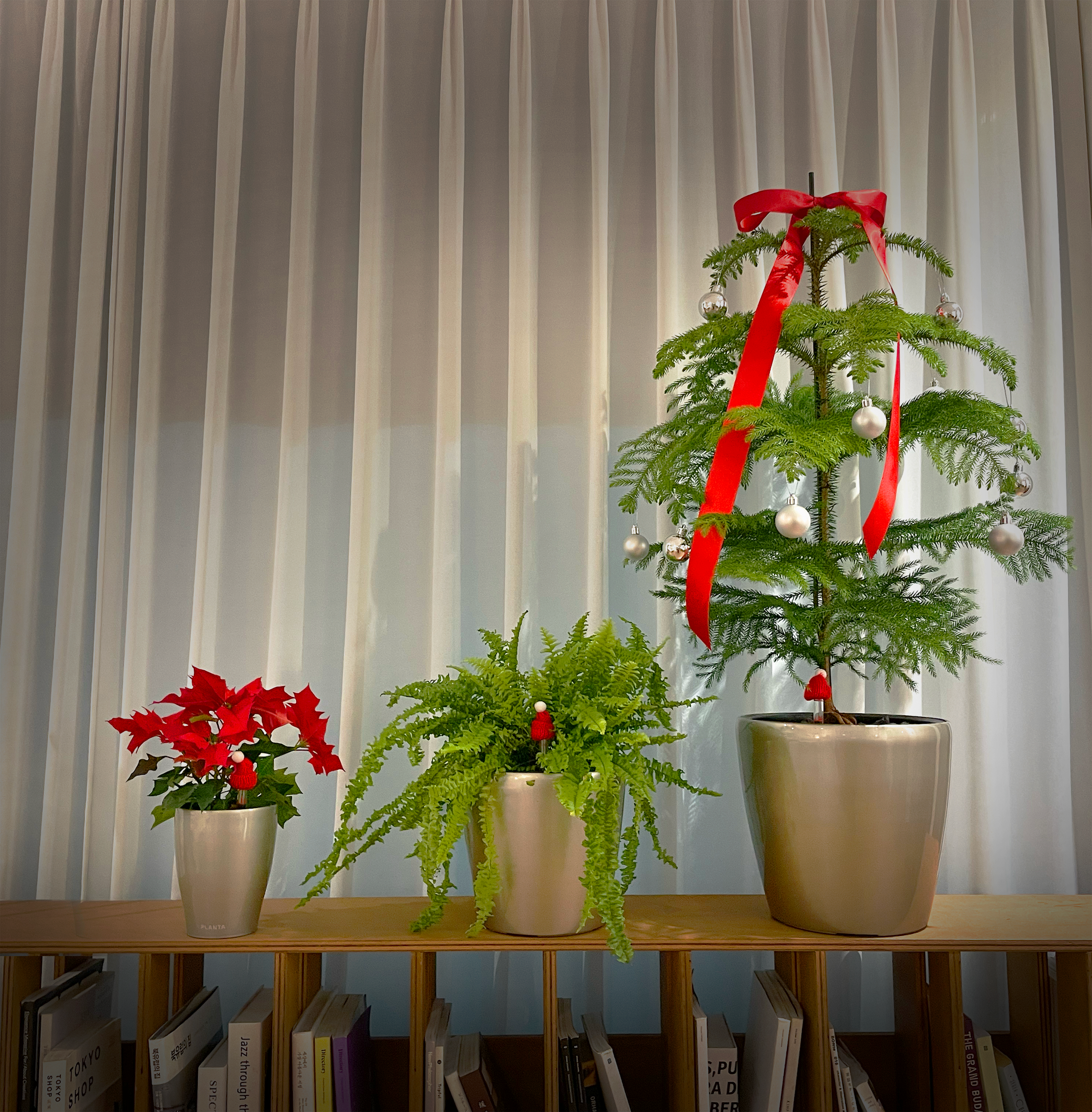 Christmas Plants by a 3rd-Generation Gardener & Easy Efficient Water Pot