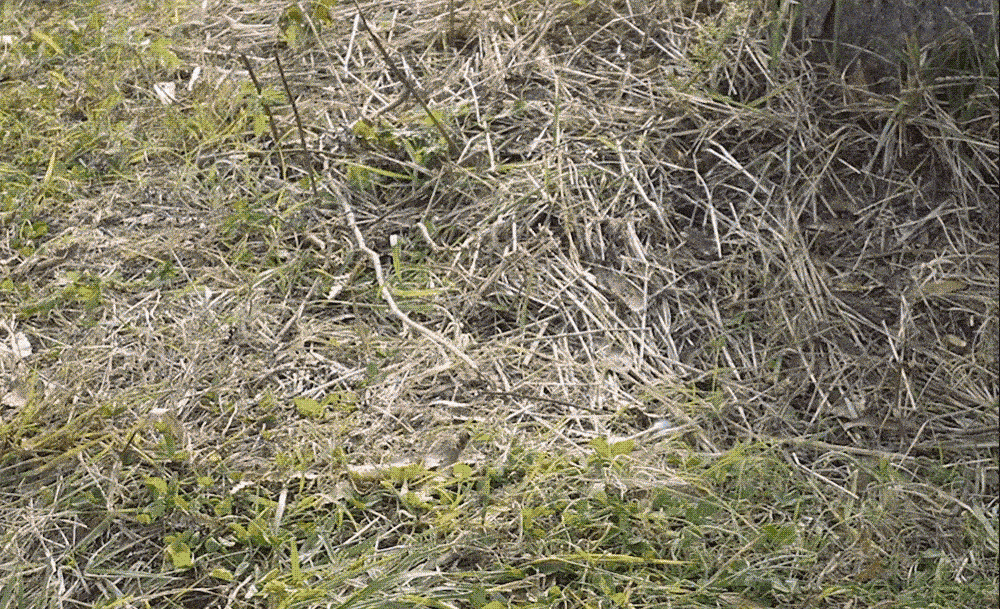 022.gif