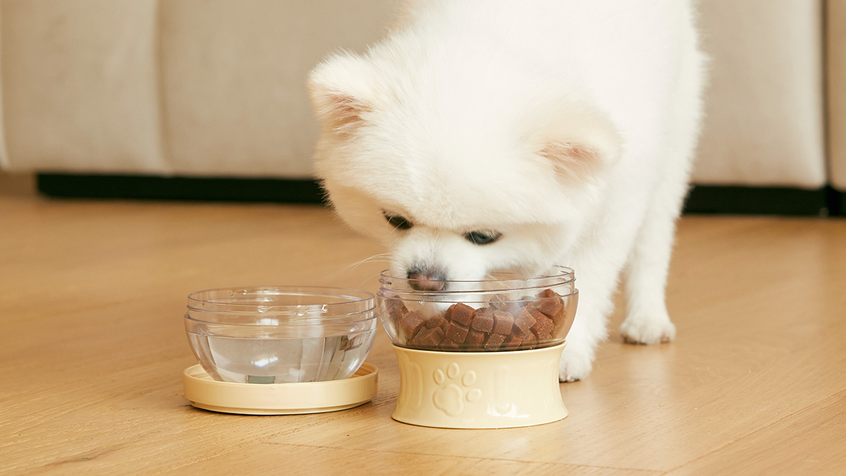 [No Need for Bowls] For Dog Walks Pack a Mammaju Lunchbox!