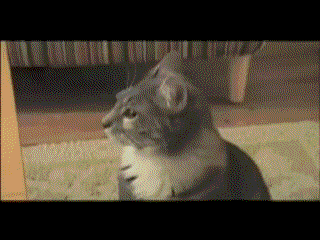 13.gif