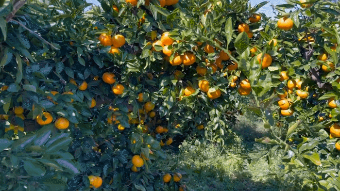 C7124_10.gif