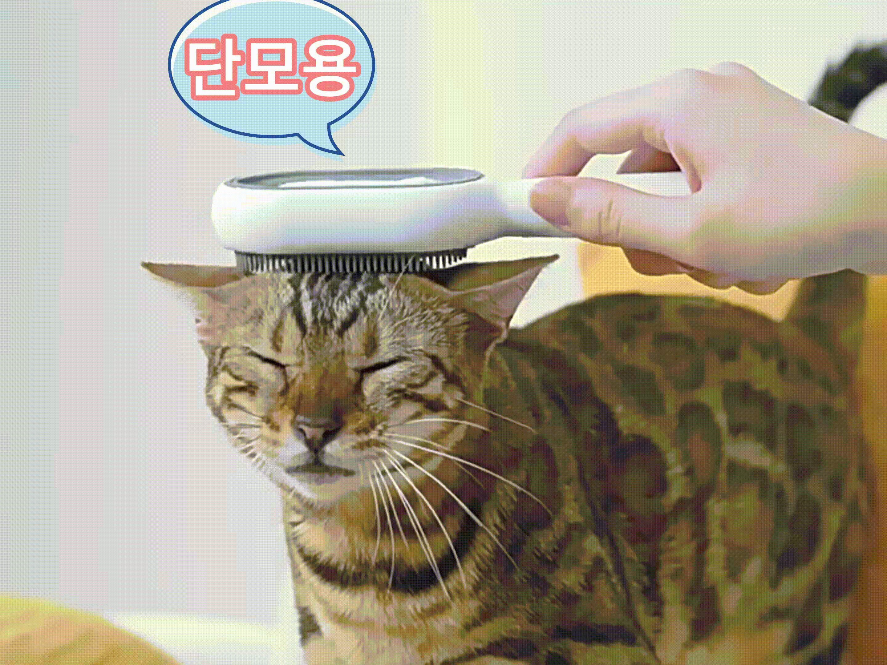 短毛[00h00m00s-00h00m01s].gif