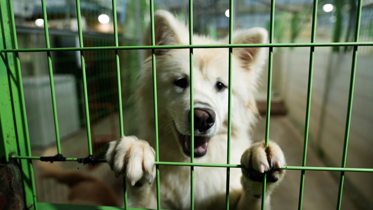 [流浪犬野餐] 一天时间，给他们一个运动场！