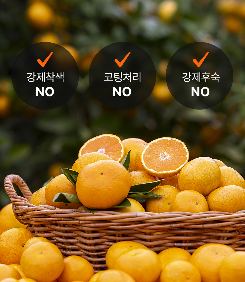 만감류_25.jpg