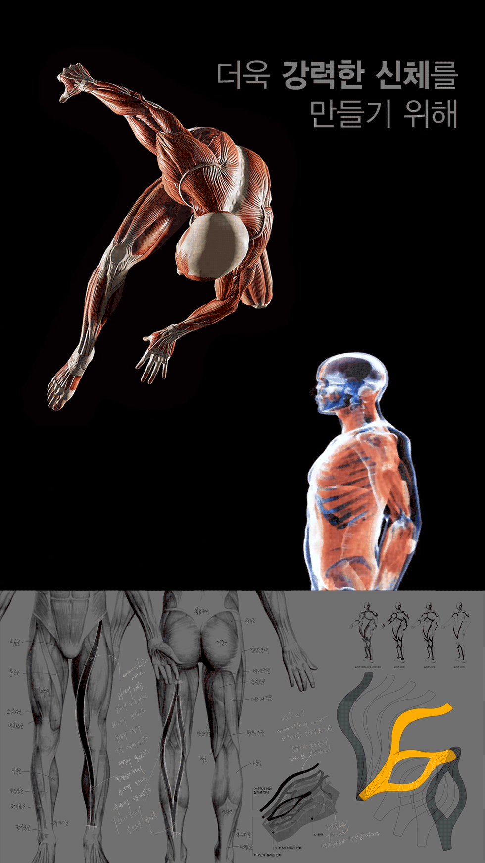 해부학적-원리-980.gif