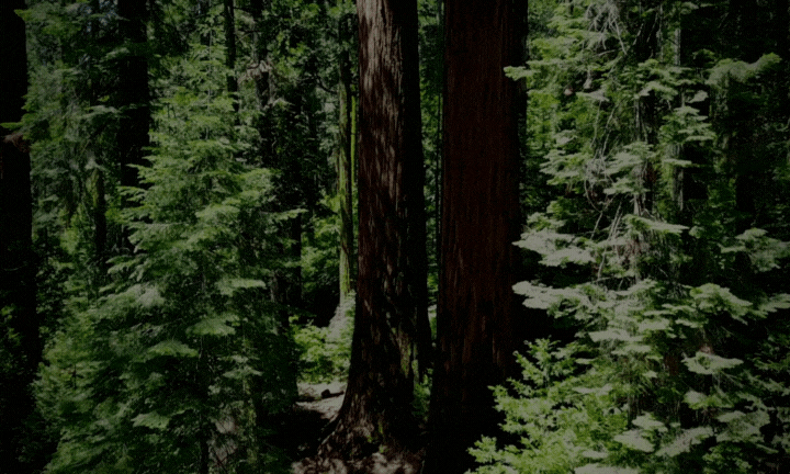 라베스트 (1).gif