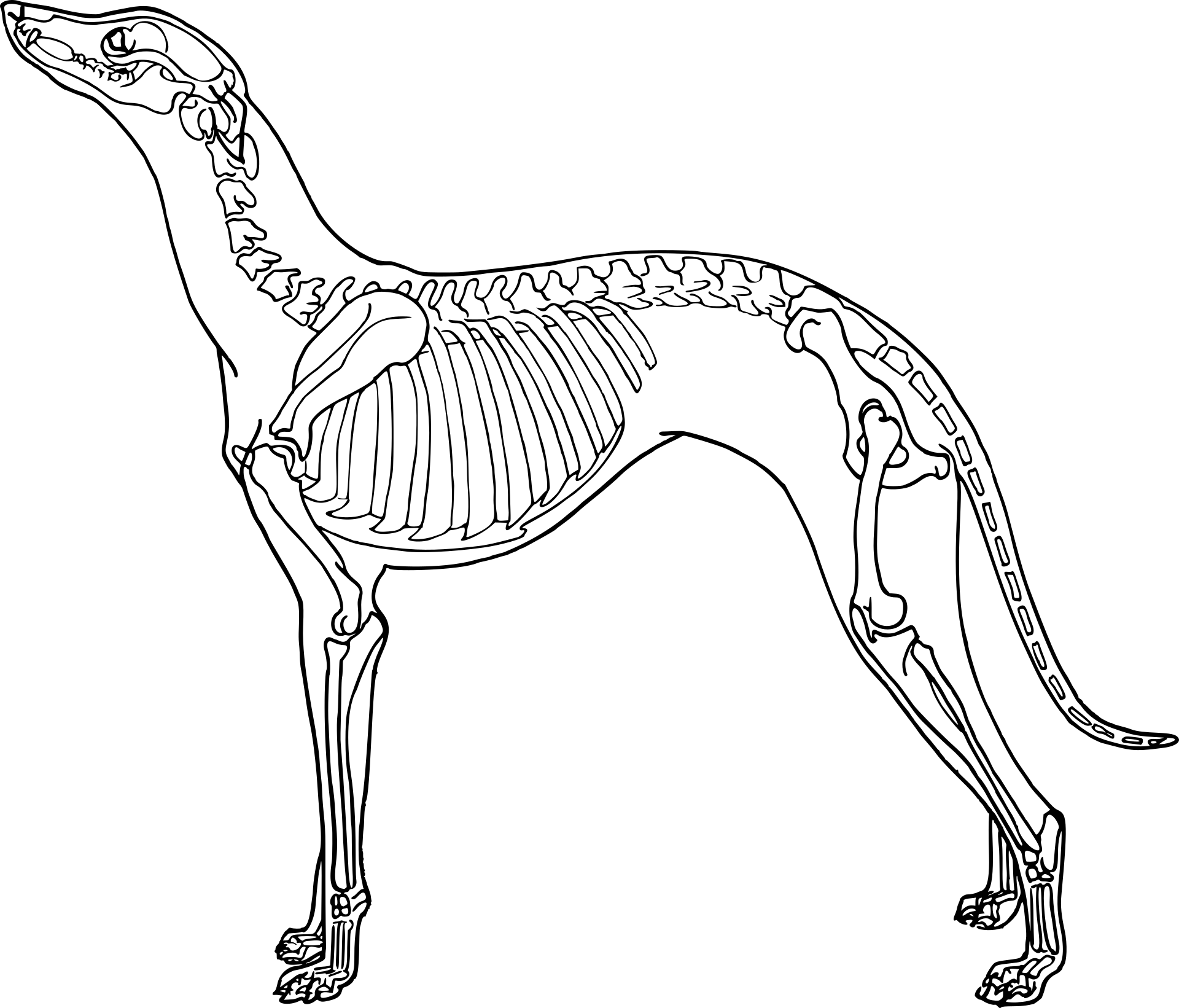dog-7337043_1920.png