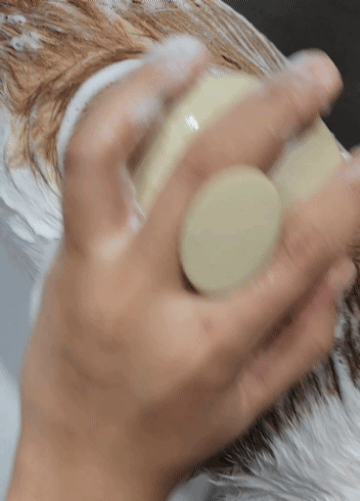 펫브러쉬2 다음 움짤.gif