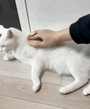 펫브러쉬4-1다음움짤(2).gif