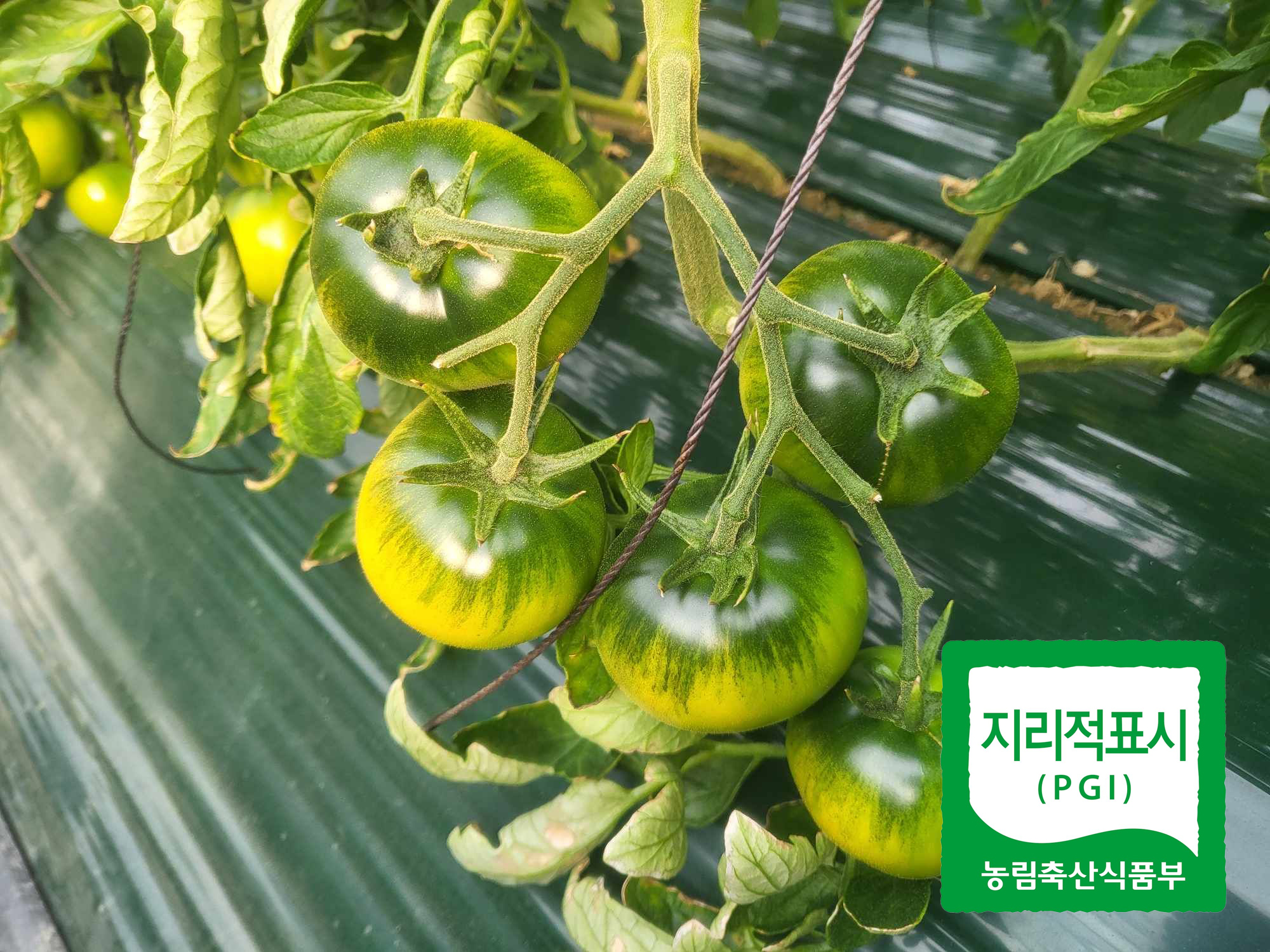 지리적표시.jpg