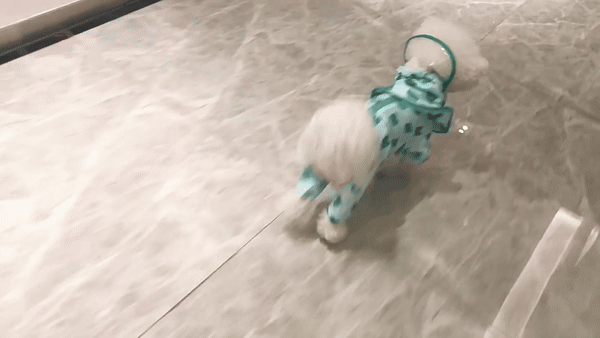 개굴꽉.gif