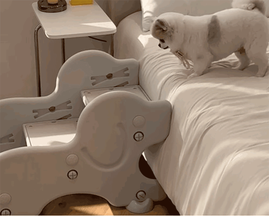 0202최종)프롤리스텝_상세페이지_12_01.gif