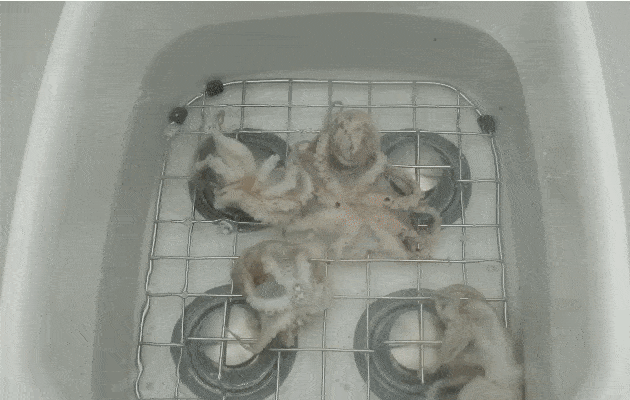 제목을-입력해주세요_ - 2024-02-07T162721.820-min.gif