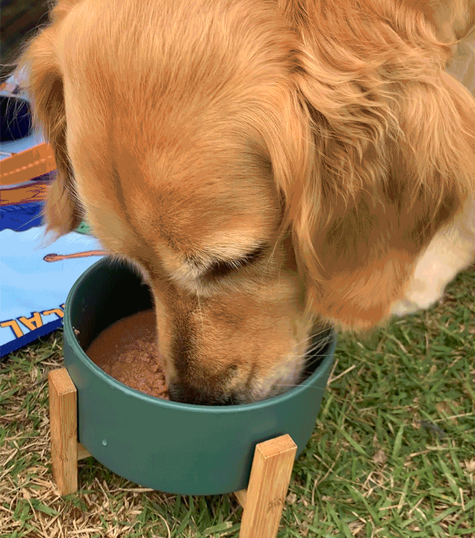 개튼튼 상세페이지_31.gif