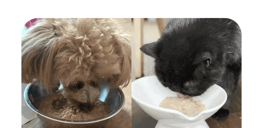 개튼튼 상세페이지_9.gif