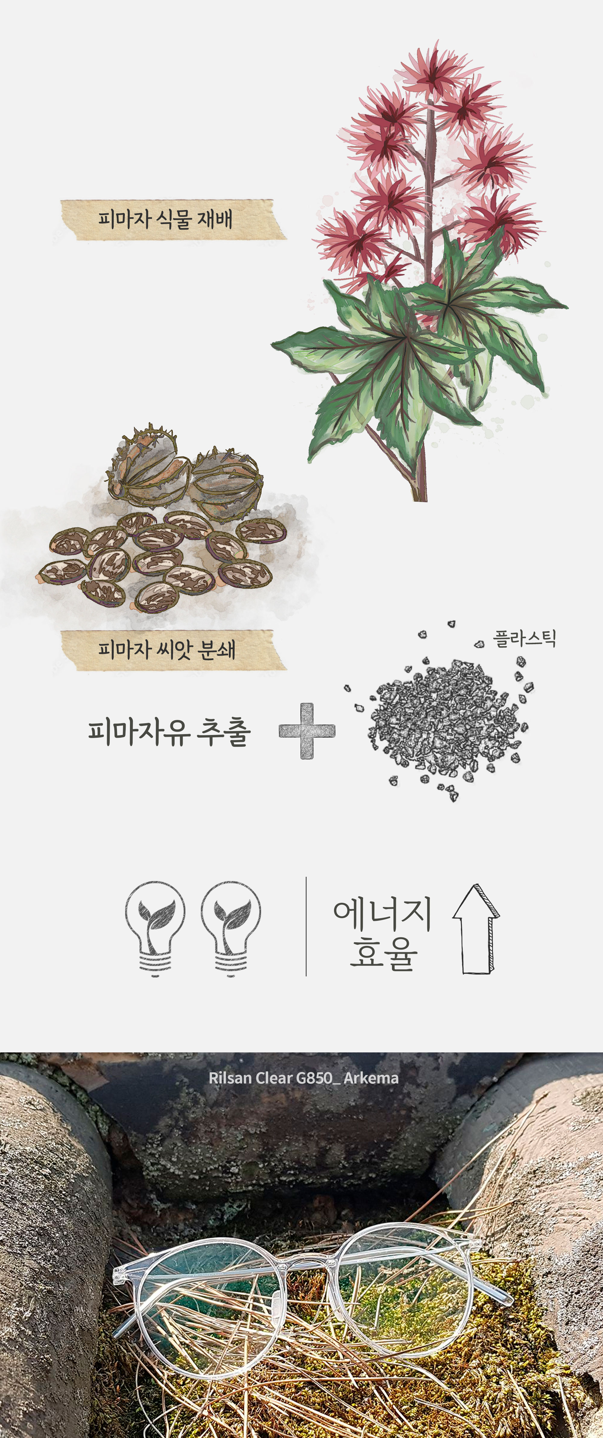 피마자.jpg