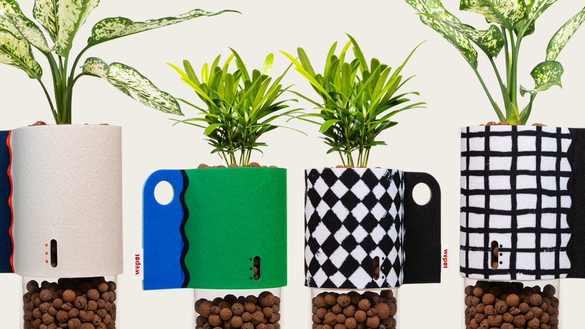 [限量] 半水培种植，让每个人轻松享受植物管家生活！