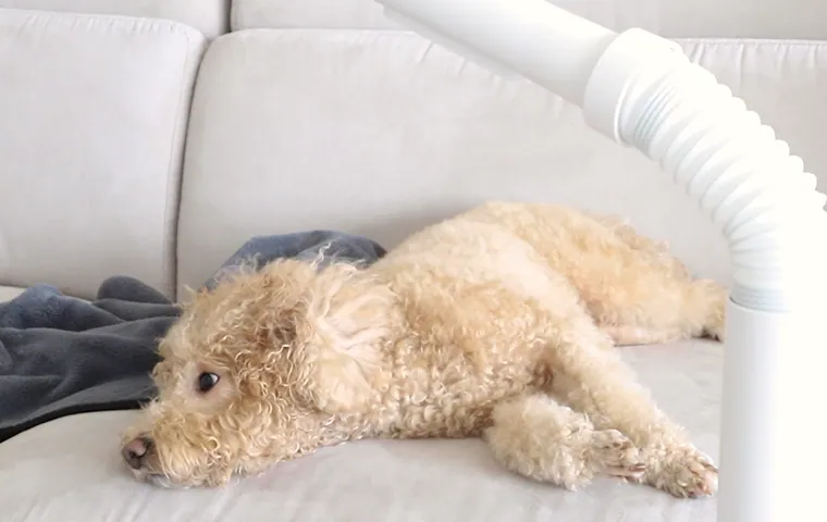 펫드라이어모드 웹피.webp