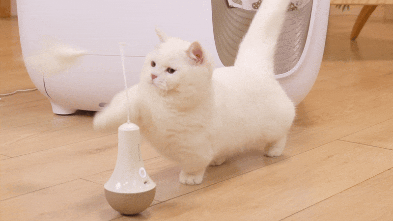 19.gif